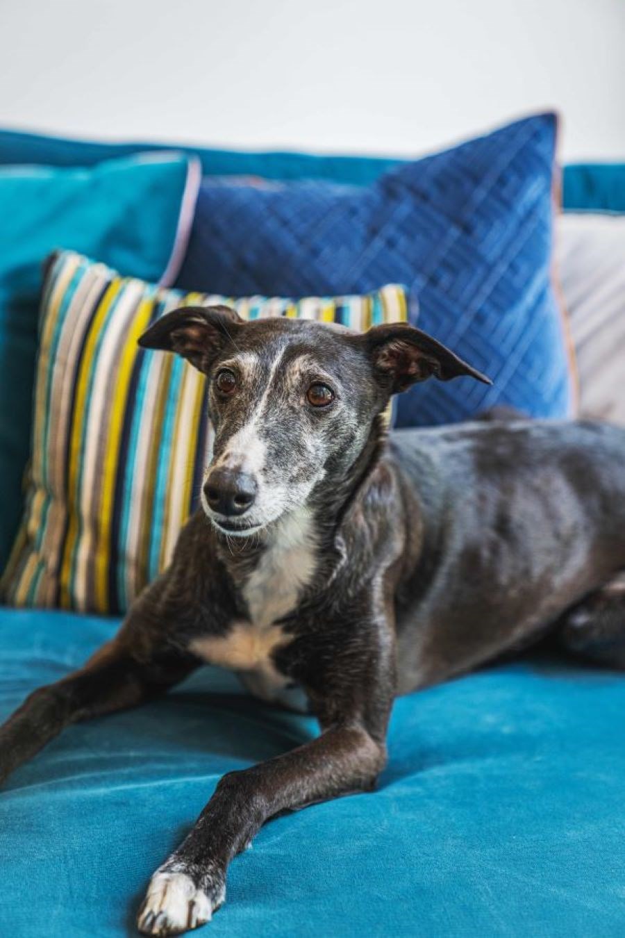 Bring Your Dog To Work Day