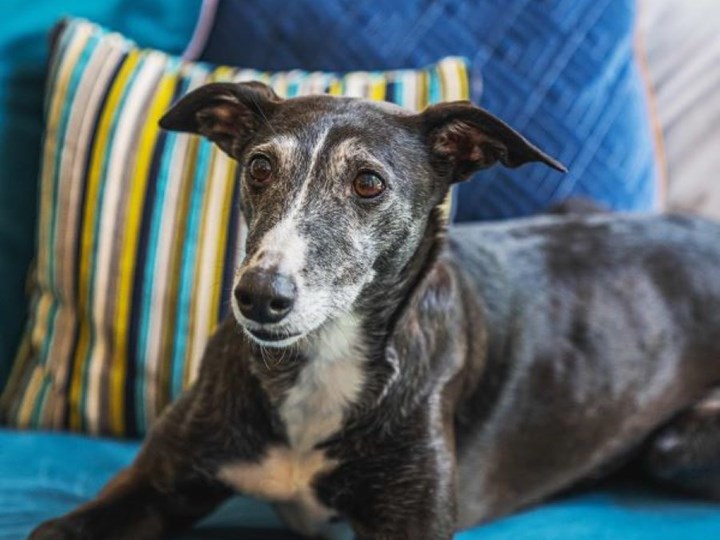 Bring Your Dog To Work Day